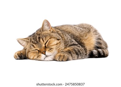 Cute cat sleeping isolated on white background - Powered by Shutterstock