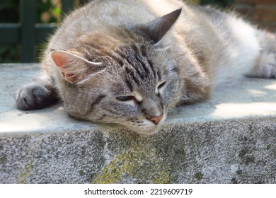 Cute Cat Sleeping Near Giardini, In Venice, Italy