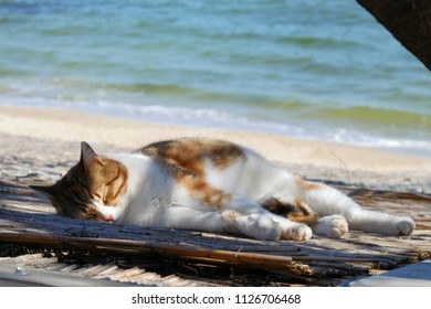 Cute Cat Sleeping On The Beach In Spring