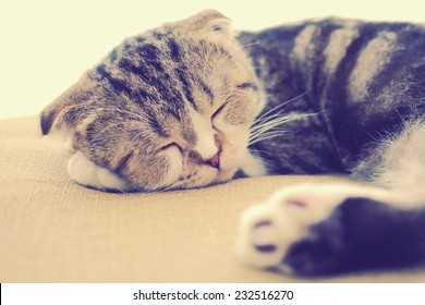 Cute Cat Sleeping On The Bed With Retro Filter Effect