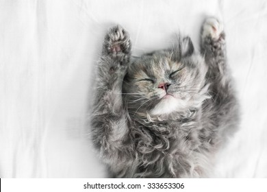 Cute Cat Sleeping On The Bed