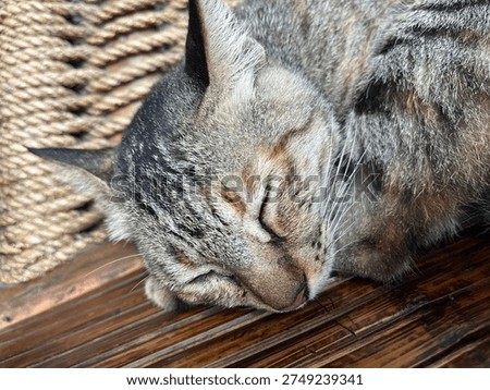 A cute cat sleeping on the bench