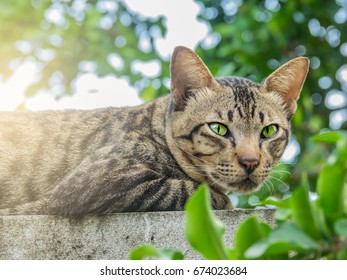 Cute Cat Sleeping On A Wall With A Tree. It Was Fixed Eyes On Something. It Small Typically Furry Carnivorous Mammal. It Strong Flexible Body Quick Reflexes Sharp Claws. It Black And Brown Color Cat.