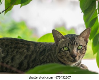 Cute Cat Sleeping On A Wall With A Tree. It Was Fixed Eyes On Something. It Small Typically Furry Carnivorous Mammal. It Strong Flexible Body Quick Reflexes Sharp Claws. It Black And Brown Color.