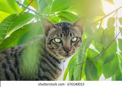 Cute Cat Sleeping On A Wall With A Tree. It Was Fixed Eyes On Something. It Small Typically Furry Carnivorous Mammal. It Strong Flexible Body Quick Reflexes Sharp Claws. It Black And Brown Color.