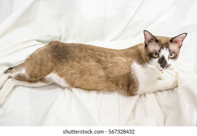 Cute cat is sleeping On a white background Soft-focus image. - Shutterstock ID 567328432