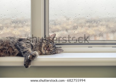 Cute cat sleeping on the windowsill in a rainy day