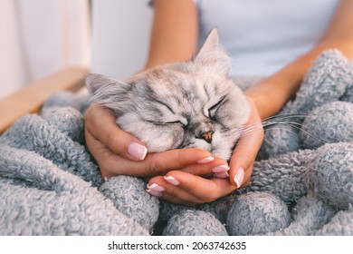 Cute Cat Sleeping In Warm Soft Blanket. Sweet Cat Napping In Woman Arms. Love To Cats. People And Pets