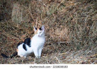 A Cute Cat Standing On The Straw.