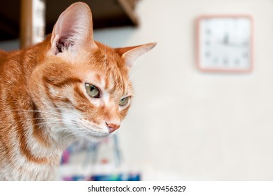 Cute Cat Staring The Lens With A Clock Hanging On Wall