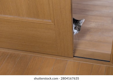 A cute cat stealing a glance