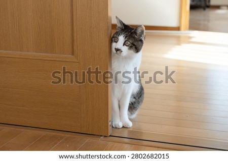 A cute cat stealing a glance