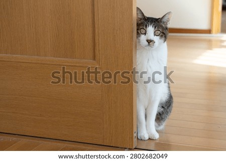 A cute cat stealing a glance