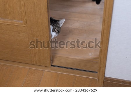 A cute cat stealing a glance