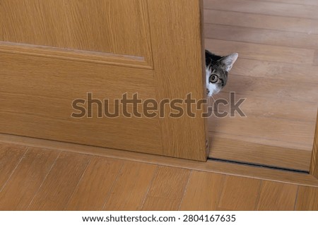 A cute cat stealing a glance