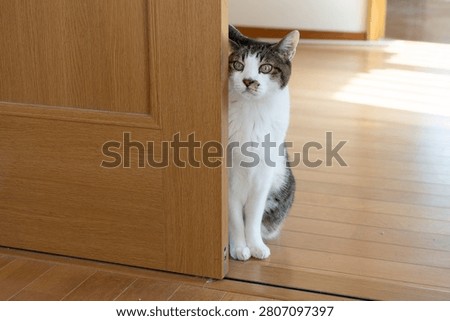 A cute cat stealing a glance