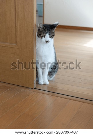 A cute cat stealing a glance