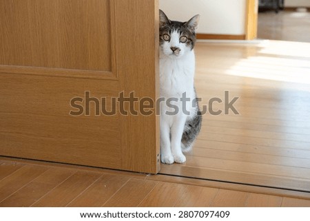 A cute cat stealing a glance