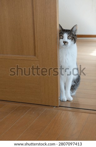 A cute cat stealing a glance