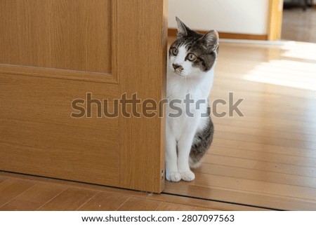 A cute cat stealing a glance