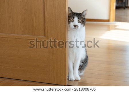 A cute cat stealing a glance