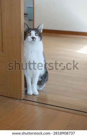 A cute cat stealing a glance