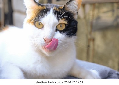 a cute cat stick out tongue on the chair in turkey, cute calico cat with long tongue, stray cat, gluttonous - Powered by Shutterstock - Get 15% off with code: PIKWIZARD15