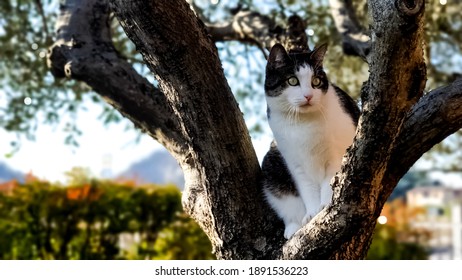 Cute cat stuck in a tree waiting for assistance