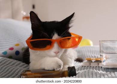 Cute Cat With Sunglasses And Bottle Of Whiskey Near Hangover Medicines On Bed