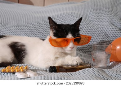 Cute Cat With Sunglasses And Bottle Of Whiskey Near Hangover Medicines On Bed