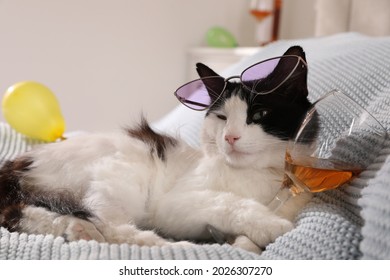 Cute Cat With Sunglasses And Glass Of Alcohol On Bed At Home. After Party Hangover