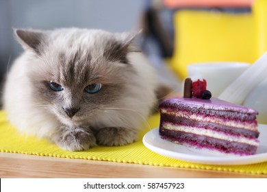 Cute Cat And Tasty Cake On Table In Cafe