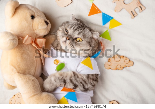 cute cat teddy