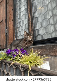 The cute cat is thinking 