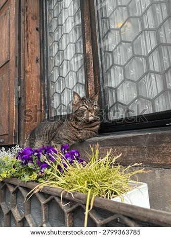 The cute cat is thinking 