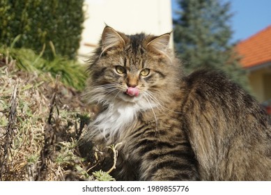 Cute Cat With The Tounge To His Nouse