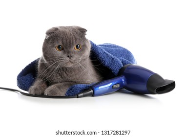 Cute Cat With Towel And Blow Dryer On White Background