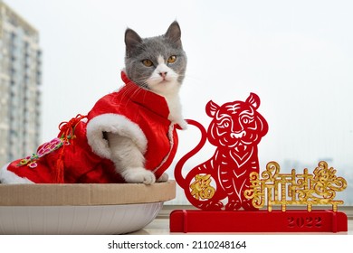 a cute cat with traditional Chinese new year dress and a tiger mascot nearby the Chinese means Happy New Year no logo no trademark