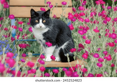 Cute cat, tuxedo pattern black and white bicolor, European Shorthair, sitting on a chair in the midst of pink flowering rose campion in a garden, Germany - Powered by Shutterstock