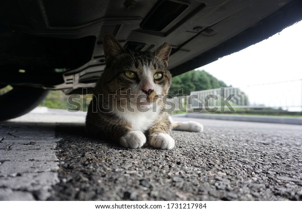 cute cat under the car\
