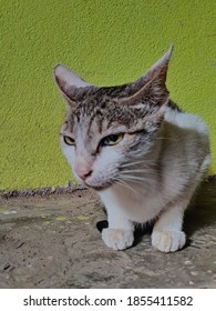 Cute Cat Waiting For Food As If Mice Will Come And Say 