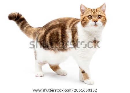 Cute cat walk isolated on white. Happy and beautiful cat looking in camera. Studio shot. Side view