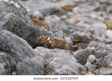 Cute cat walking up the hill. Very hard and rocky terrain for the cute small adventure kitty going up the Segla mountain. Fluffy cat on a mission to reach the summit of the high peak