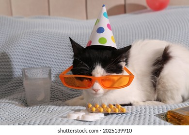 Cute Cat Wearing Birthday Hat And Sunglasses Near Hangover Medicines On Bed