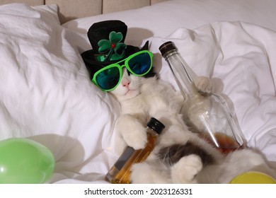 Cute cat wearing leprechaun hat and sunglasses with bottles of whiskey on bed. After party hangover