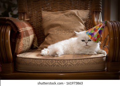 Cute cat wearing a party hat relaxing on an armchair