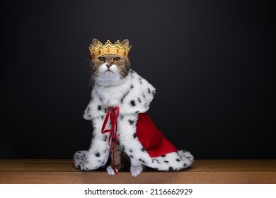 Cute Cat Wearing Royal Kitty King Outfit Costume With Golden Crown And Red Ermine Coat On Black Background With Copy Space