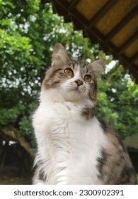 a cute cat while in serious mode 😎🐱