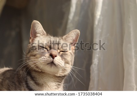 A cute cat whose light seems dazzling.