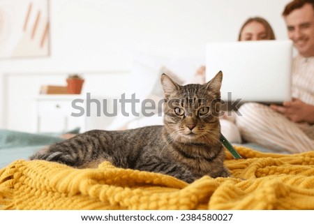 Cute cat of young couple in bedroom, closeup
